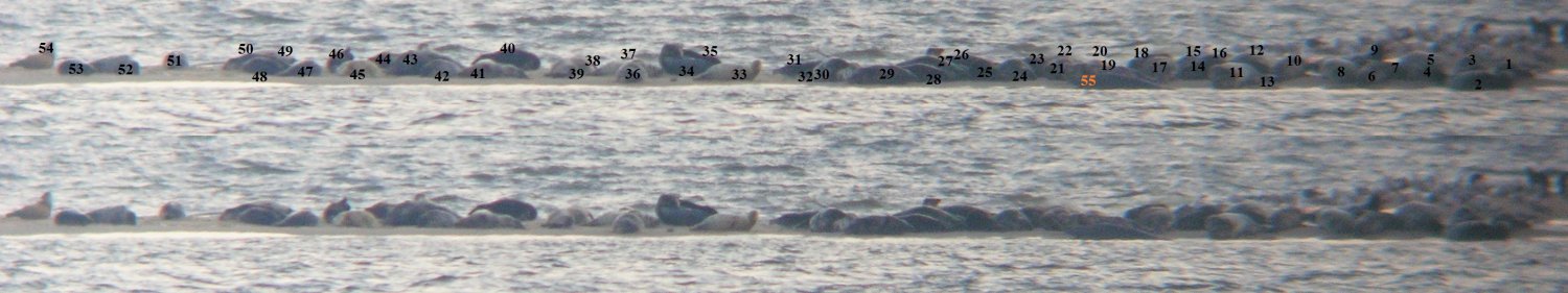 Foki policzone przez ornitologów z Kulinga.