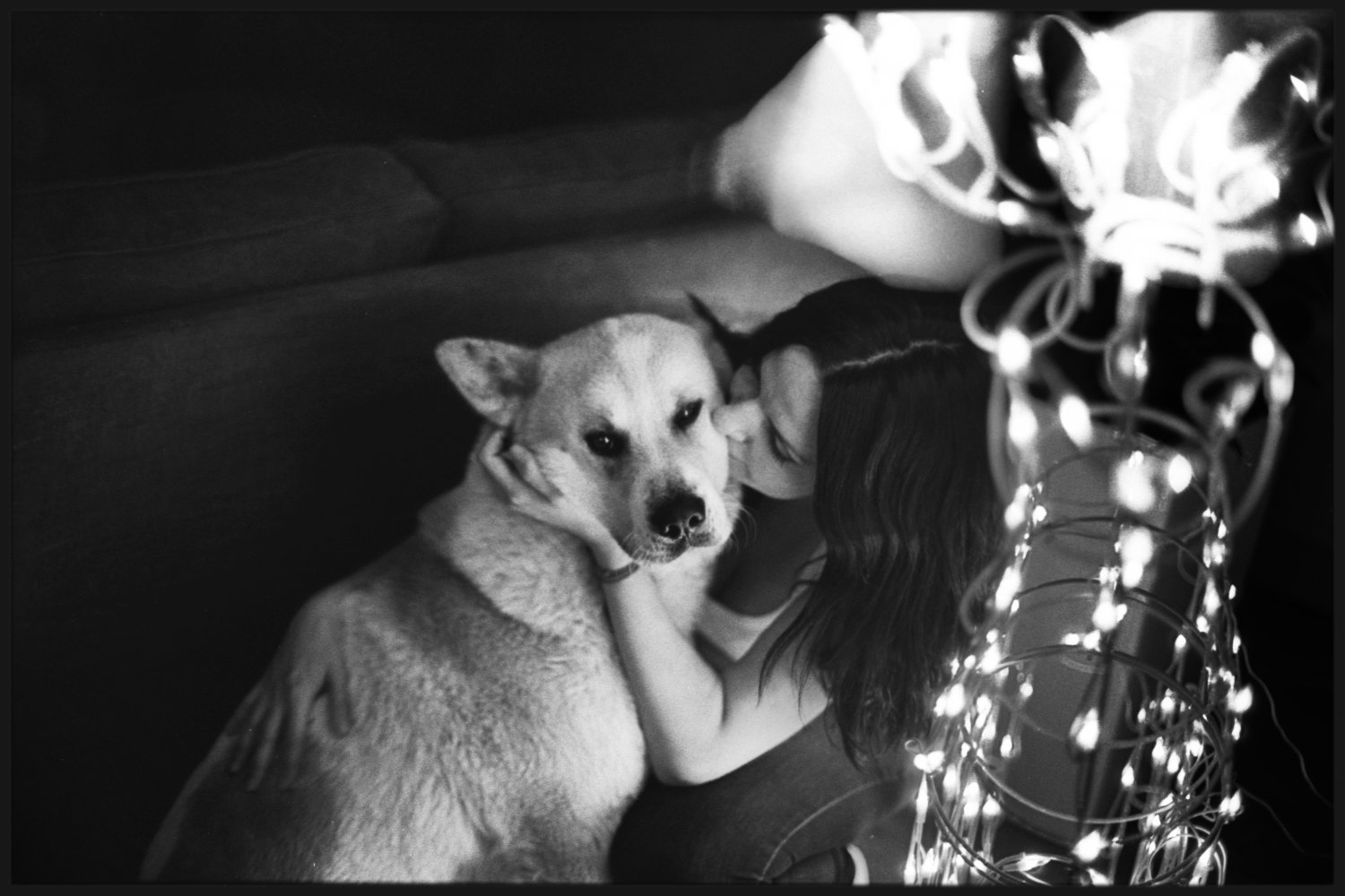 Mordką akcji jest suczka rasy Akita, Hajime