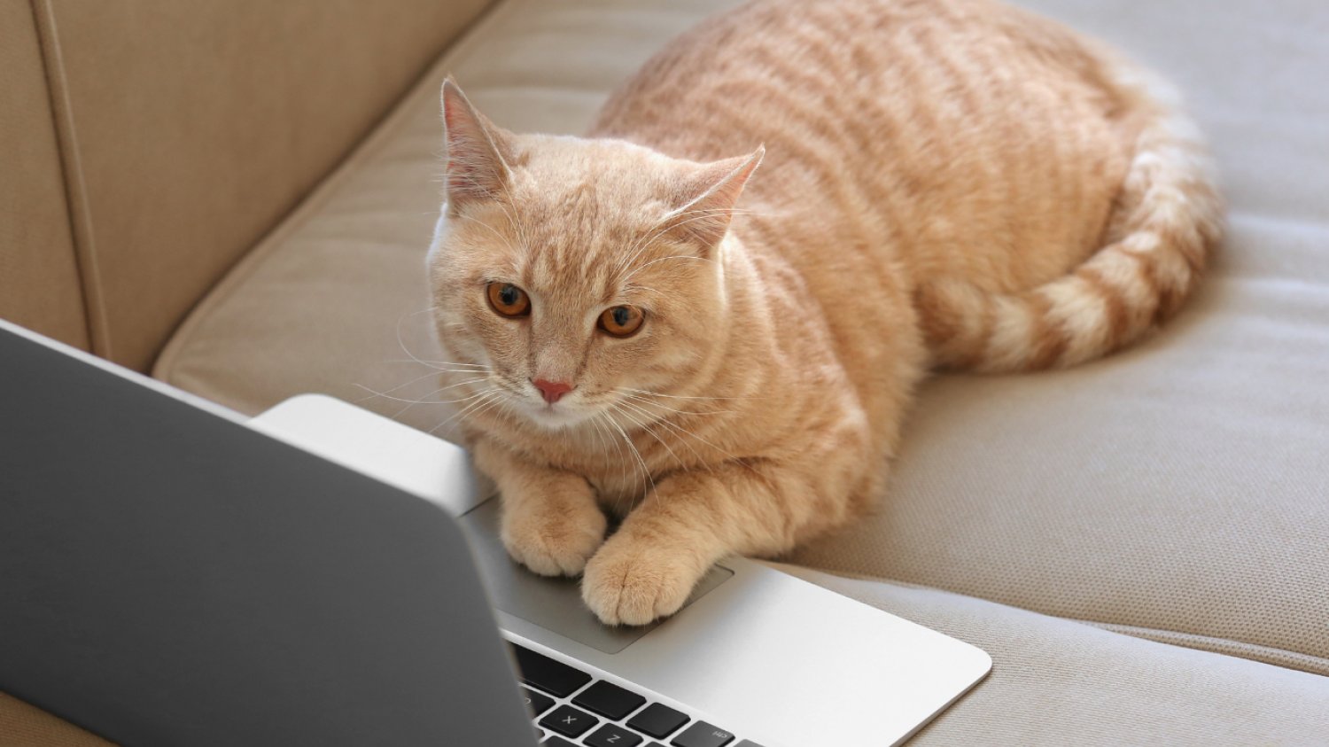Ciekawostki o kotach Rudy kot leży na kanapie przy laptopie