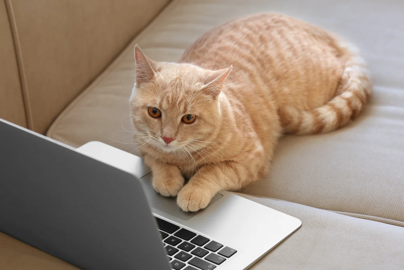 Rudy kot leży na kanapie przy laptopie