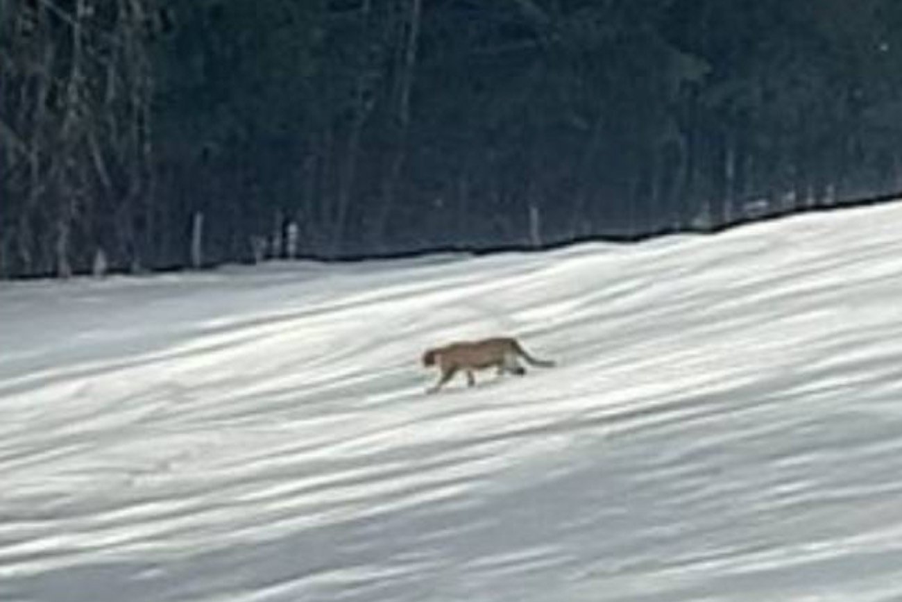 Zdjęcie, na którym widać zwierzę przypominające pumę