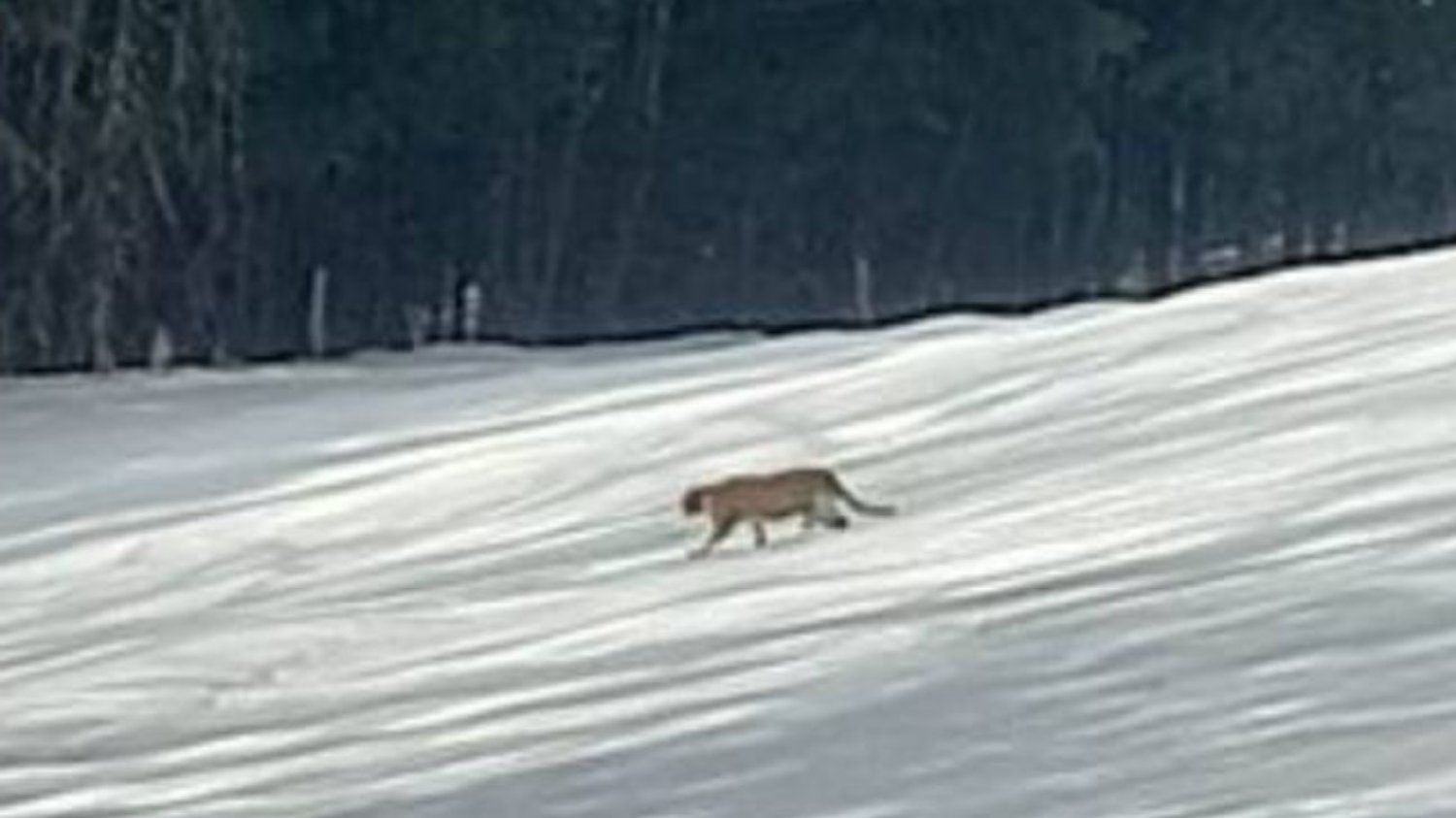 Zdjęcie, na którym widać zwierzę przypominające pumę