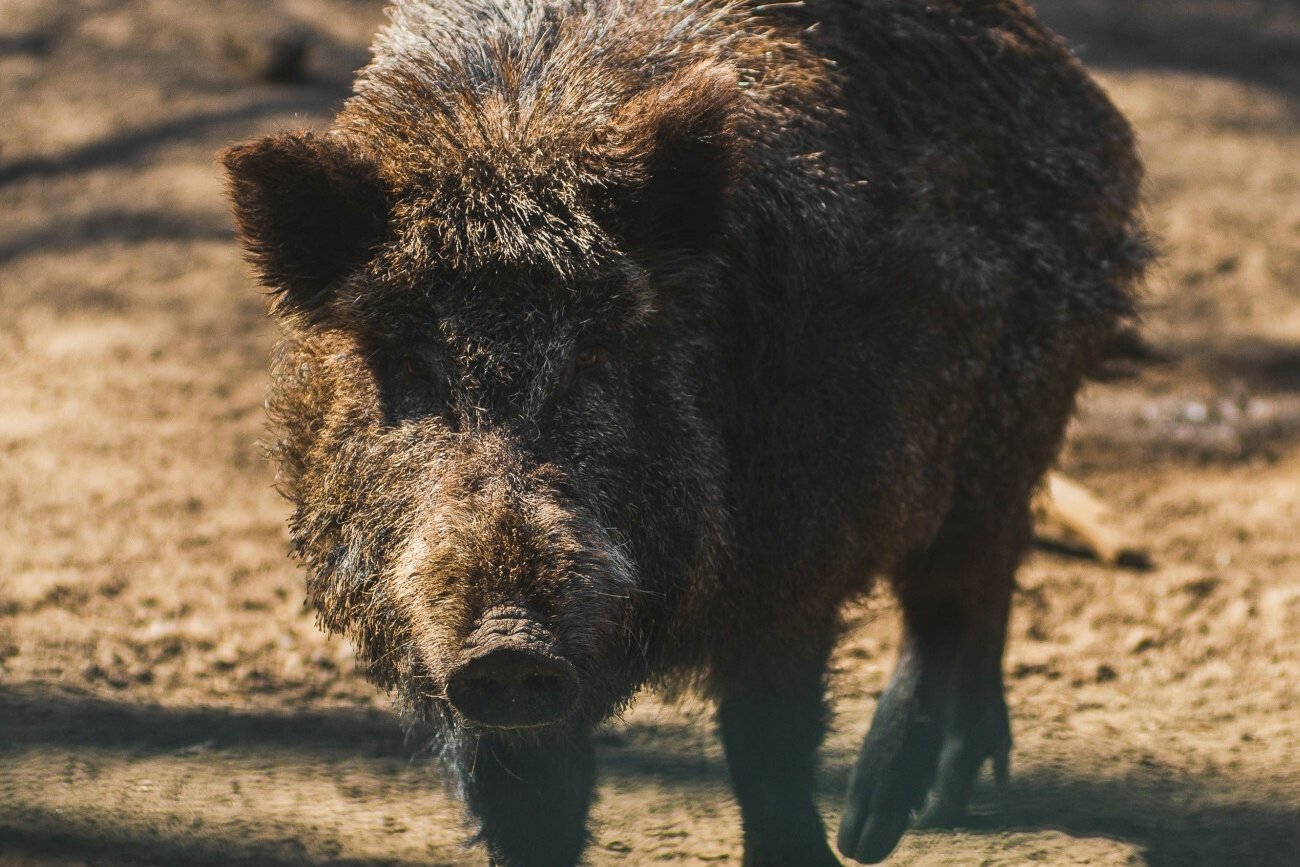 Dzik został zasztyletowany przez człowieka. Policja szuka sprawcy