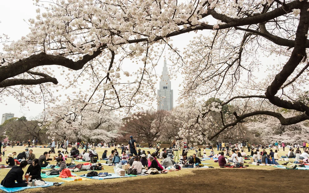 [url=http://shutr.bz/OayDB2] Hanami w tokijskim parku Shinjukugyoen [/url]