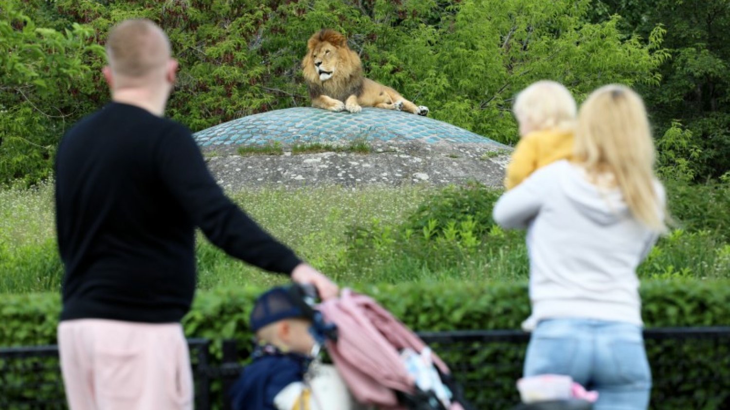 ZOO w sezonie wakacyjnym przeżywają prawdziwe oblężenie