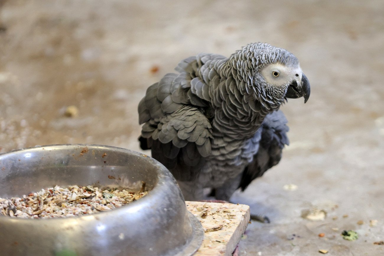 WHO ostrzega przed tzw. papuzicą.