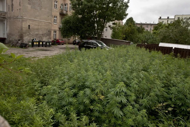 Scytowie zapoznali Europejczyków z północy z marihuaną 500 lat przed Chrystusem. Na zdjęciu dzika plantacja konopi indyjskiej w Bydgoszczy