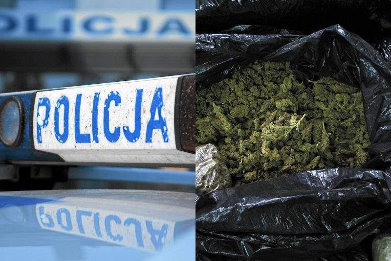 Według Wolnych Konopi najazd policji na placówkę BioInfoBanku mógł być wynikiem zmowy z mafią.