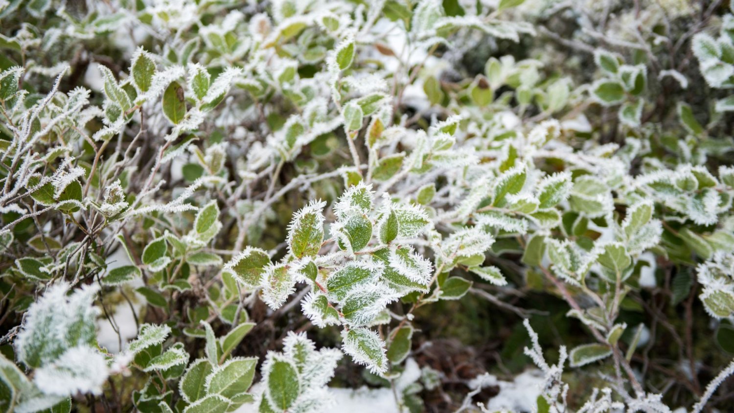 Przymrozki nadchodzą do całej Polski. Lepiej zabezpiecz rośliny i samemu uważaj