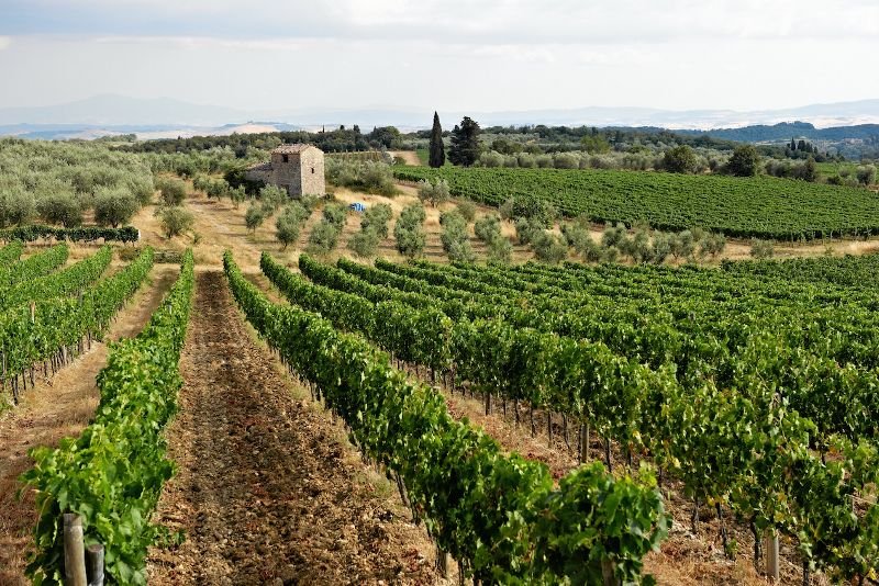 Winnica w miejscowości Villa a Sesta we Włoszech. Zdjęcie poglądowe