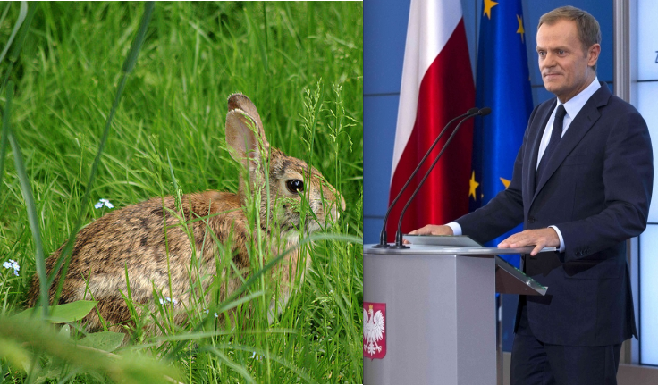 Wszystkie króliki Donalda Tuska