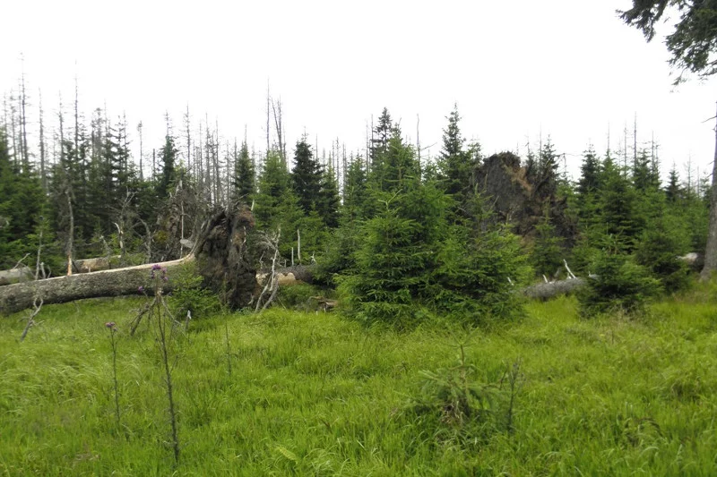 Las Bawarski tak odradza się pod gradacji kornika.