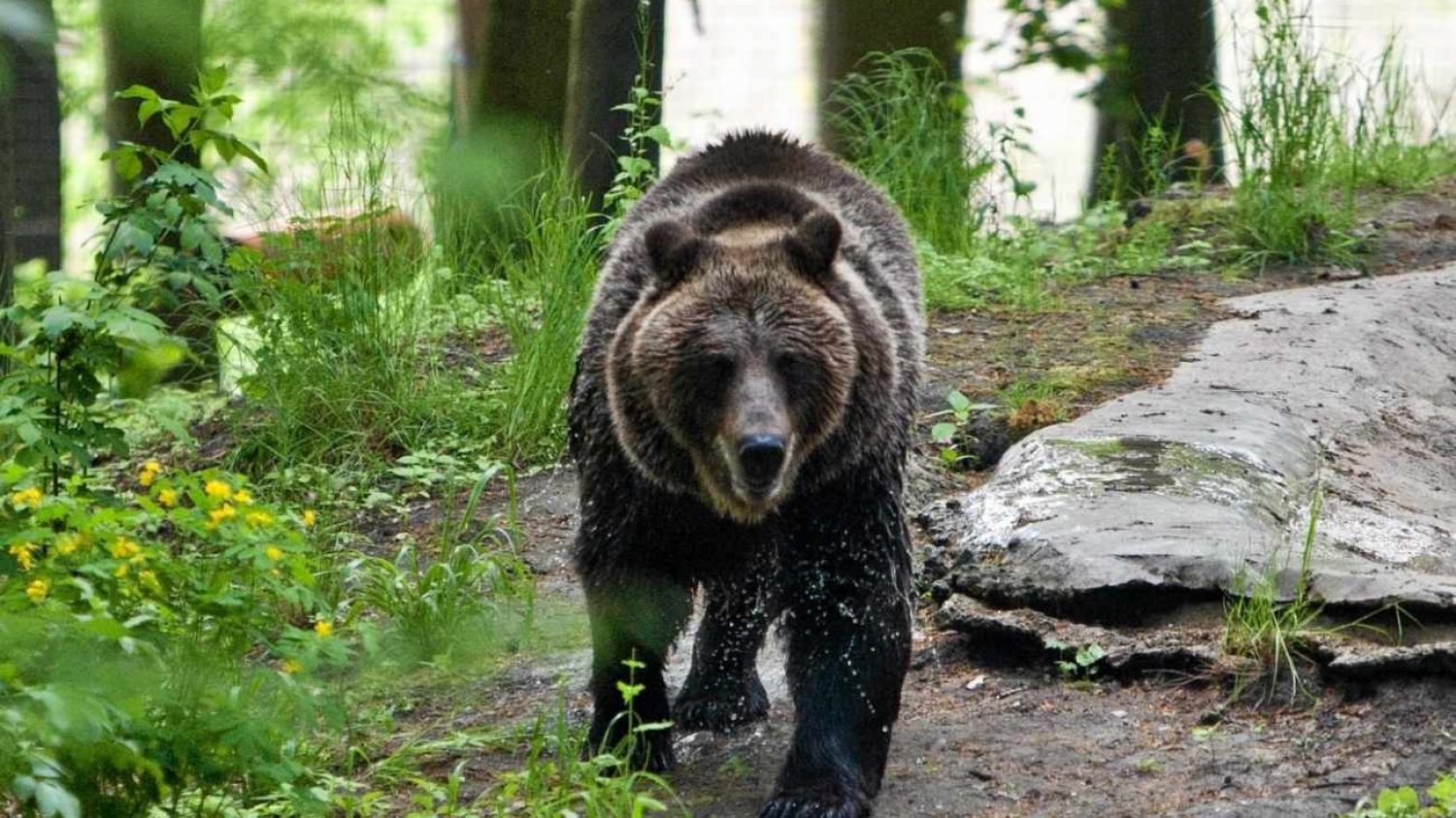 Niedźwiedź gonił turystę w Tatrach. Do sieci trafiło nagranie.