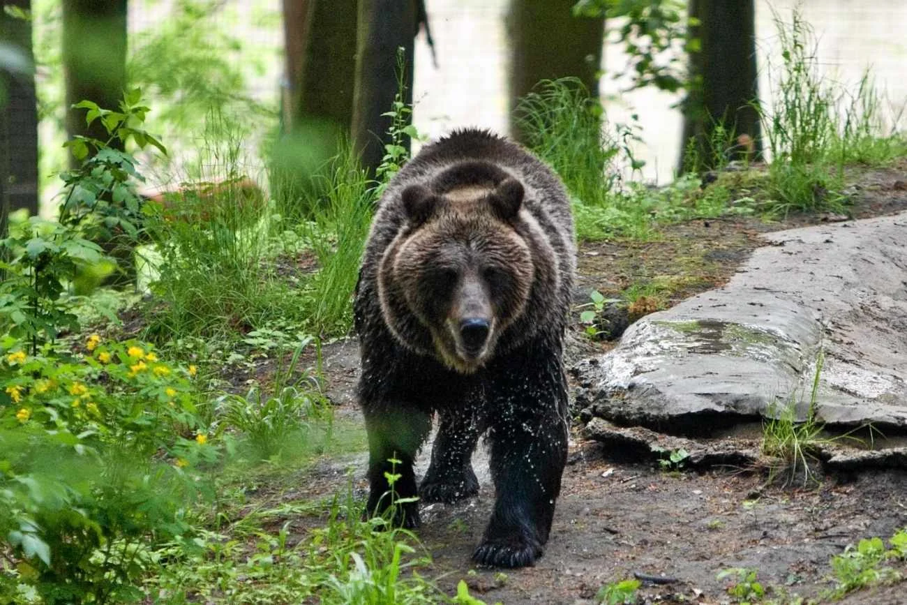Niedźwiedź gonił turystę w Tatrach. Do sieci trafiło nagranie.