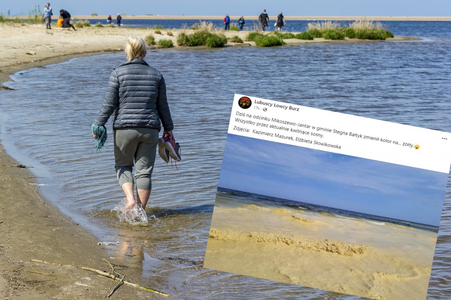 Bałtyk w ostatnich dniach jest cały żółty.