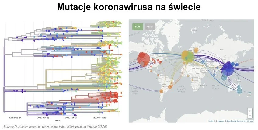 W jaki sposób koronawirus mutował i rozprzestrzeniał się po całym świecie?