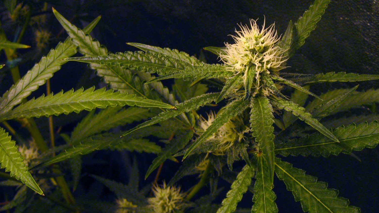 Marihuana - suszone kwiatostany konopi indyjskich - lekarstwo i używka w jednym