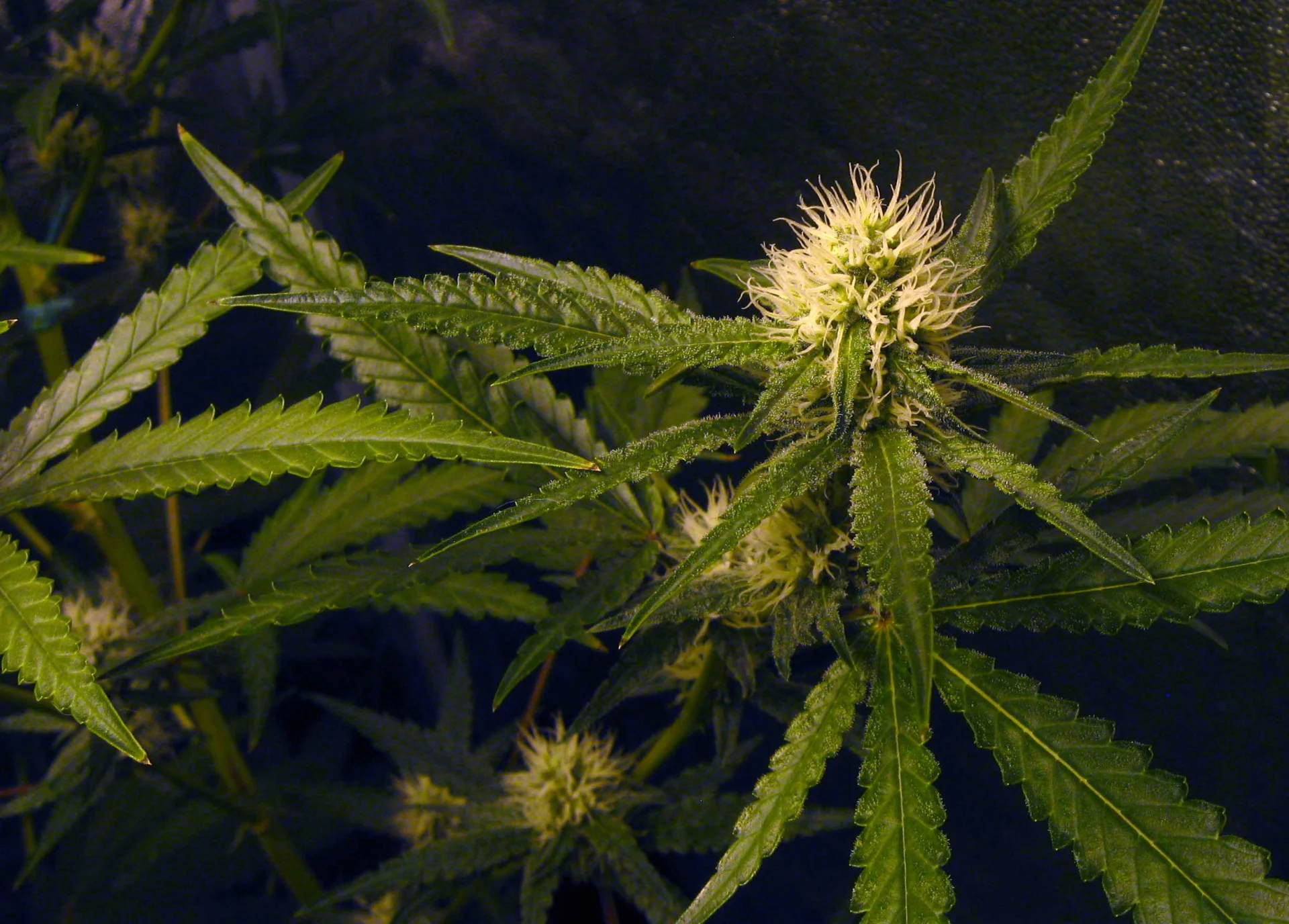 Marihuana - suszone kwiatostany konopi indyjskich - lekarstwo i używka w jednym