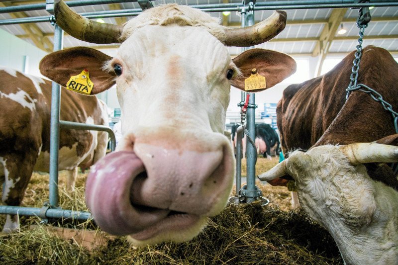 Lekarze: krowie odchody nie uodparniają na koronawirusa.