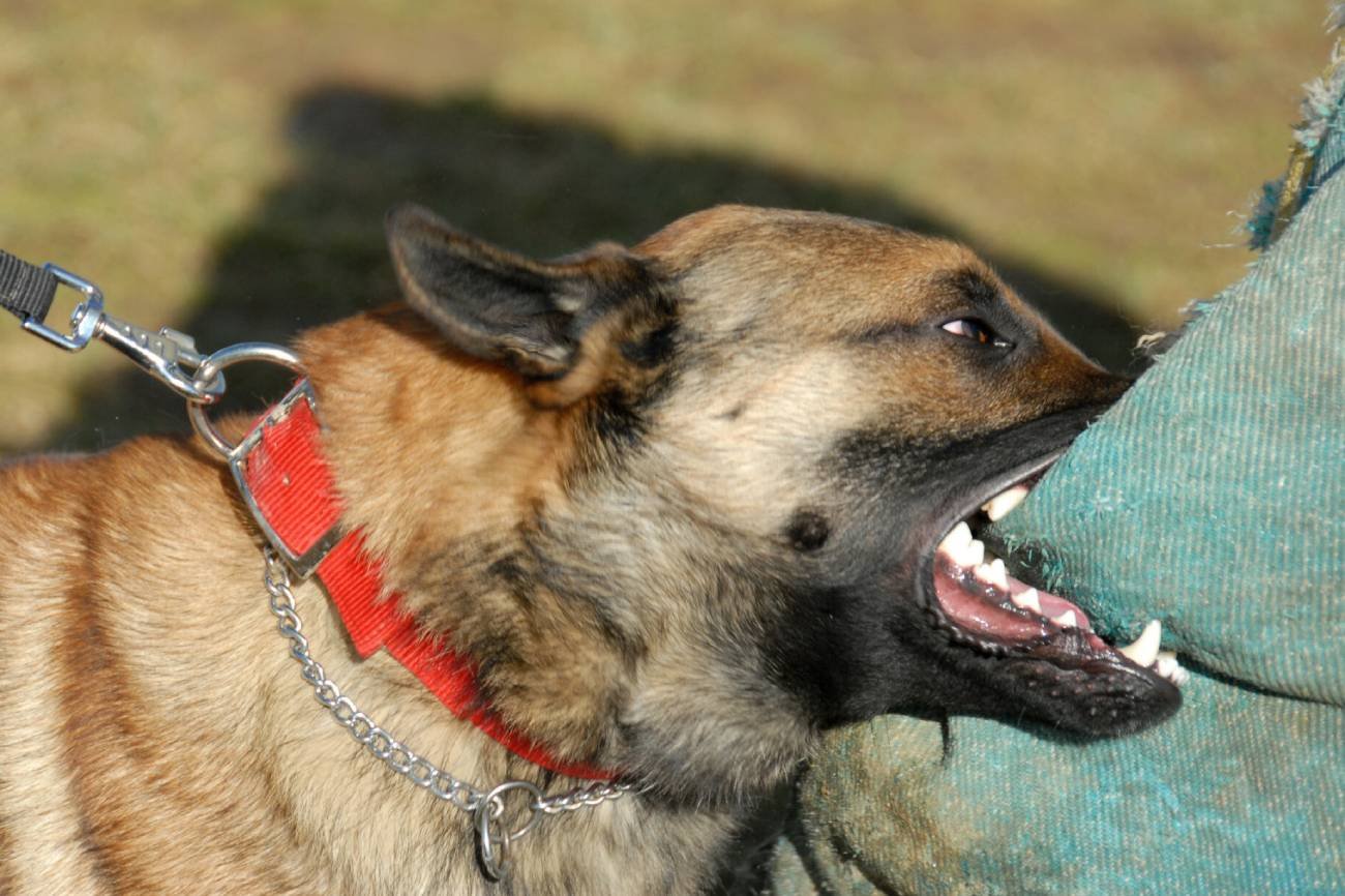 Łódź – 5 psów zaatakowało 30-latkę. Właścicielka ma dwa zarzuty