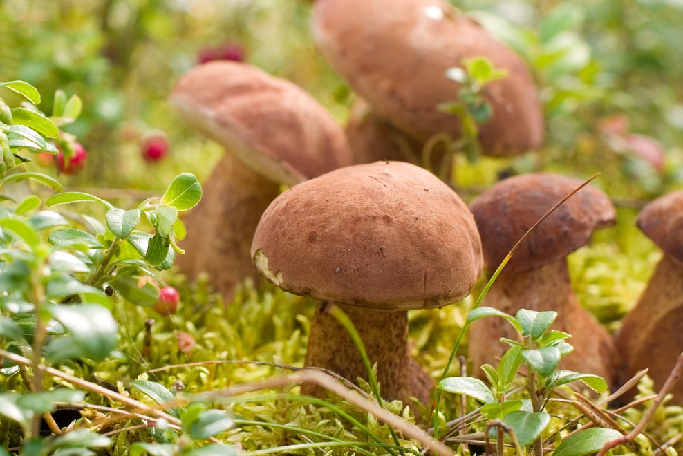 Polskie prawo jest niezwykle liberalne, jeśli chodzi o możliwość zbierania grzybów w państwowych lasach. Dla porównania, w Belgii i Holandii jest to całkowicie zabronione.