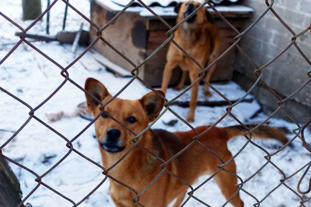 Agresywne psy rzuciły się na parę z niemowlakiem. Sąsiadka wini ich