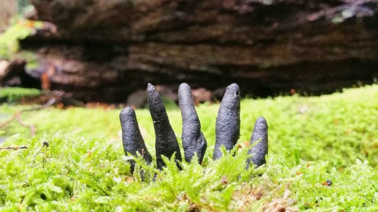 Dorodny okaz próchnilca maczugowatego do złudzenia przypomina palce zmarłej osoby, wydostające się z ziemi