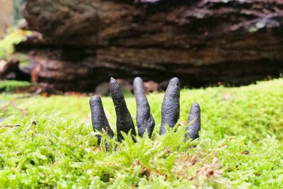 Dorodny okaz próchnilca maczugowatego do złudzenia przypomina palce zmarłej osoby, wydostające się z ziemi