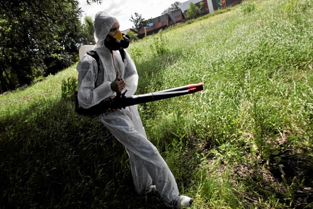 Wirus Zika roznoszony jest przez komary odmiany tropikalnej.