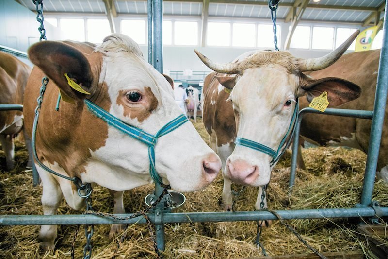Nowa afera z polskim mięsem. Czesi wykryli salmonellę w wołowinie.