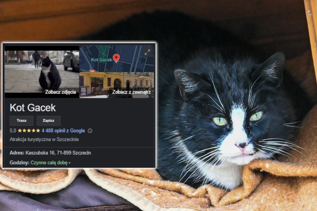 Kot Gacek zniknął z ulicy w Szczecinie. Co się z nim dzieje?