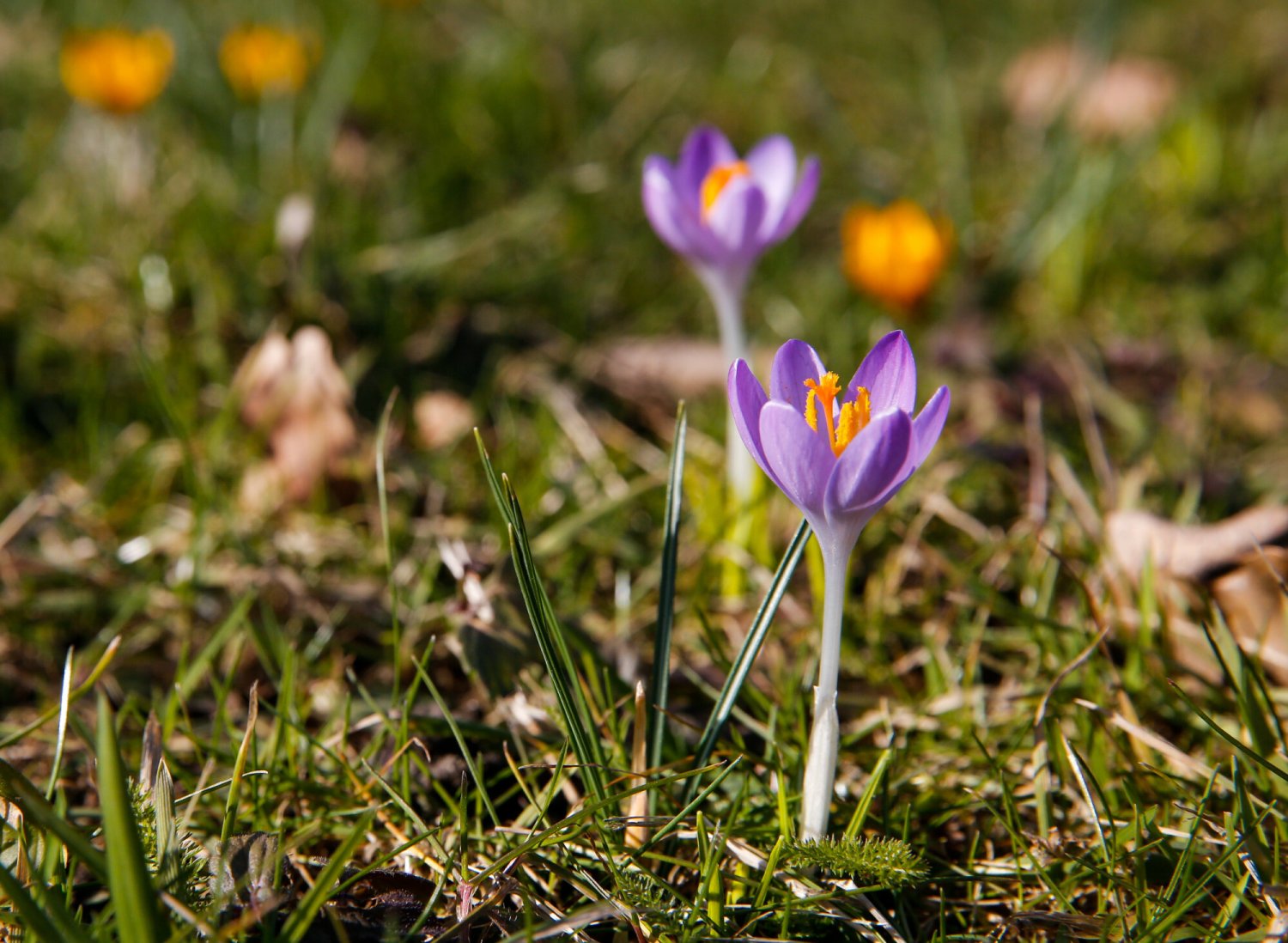 Jaką pogodę przyniesie pierwszy dzień wiosny?