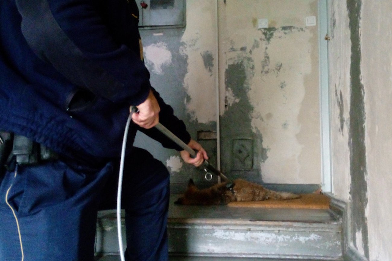 Mieszkańców bloku w Olsztynie zaniepokoiło "dziwne zwierzę".