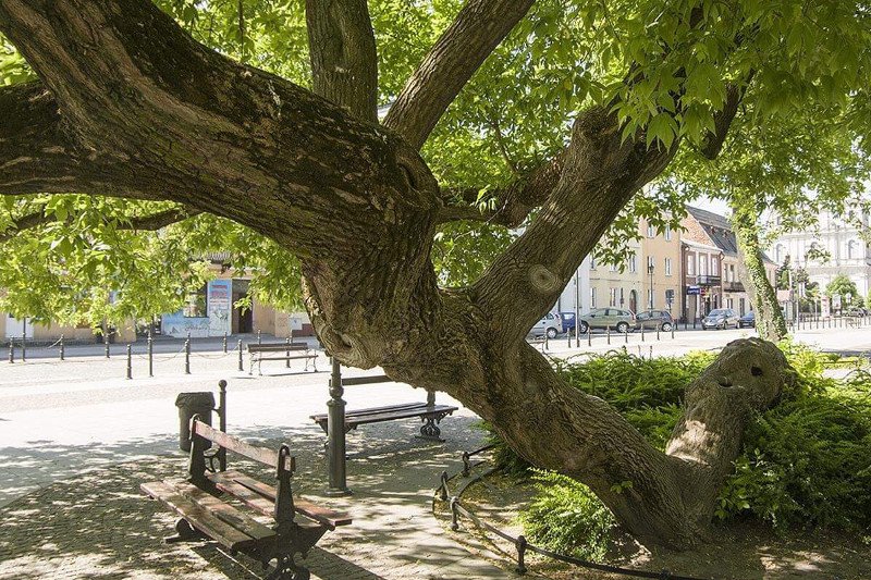 Beata Mazurek chciał tylko namówić do głosowania na Europejskie Drzewo Roku...