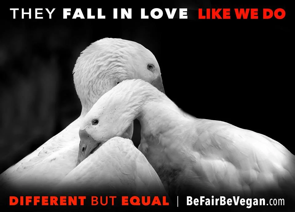 BE FAIR BEVEGAN - wegańska kampania billboardowa na Time Squere.
Inne, a jednak takie same jak my!