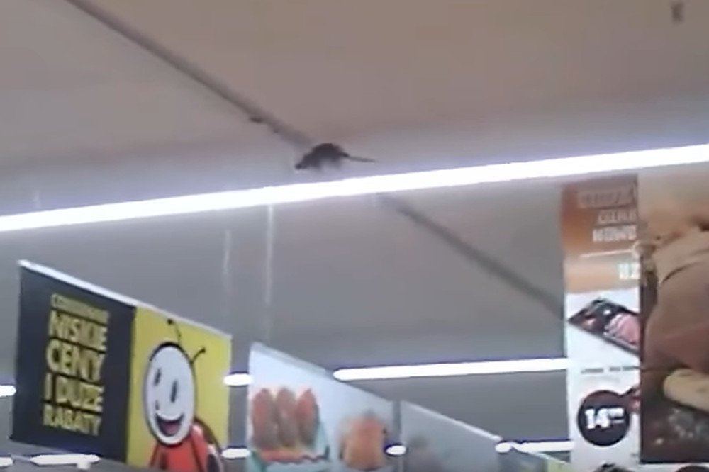 Szczur w Biedronce. Brr