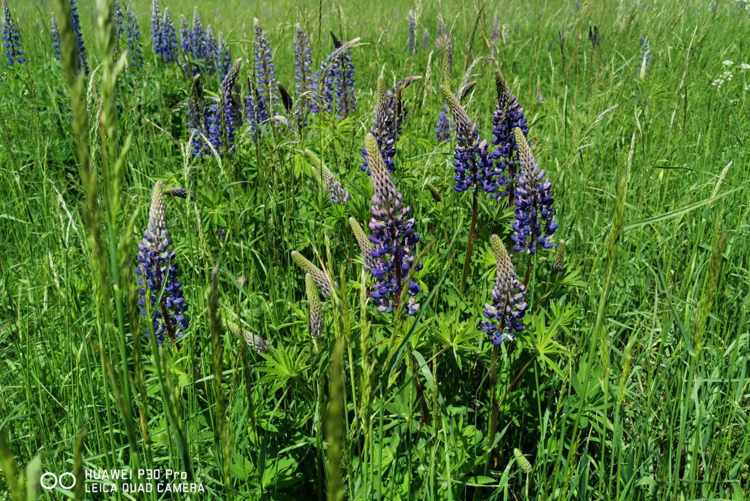 Zdjęcie wykonane smartfonem Huawei P30 Pro.