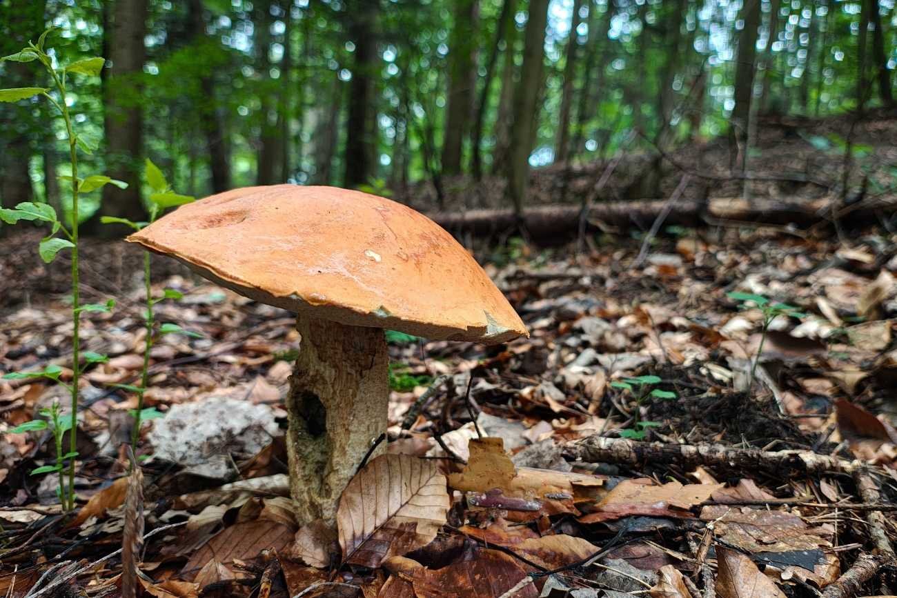 Grzyby mutanty opanowują polskie lasy. "Zaczyna się potężny wysyp"