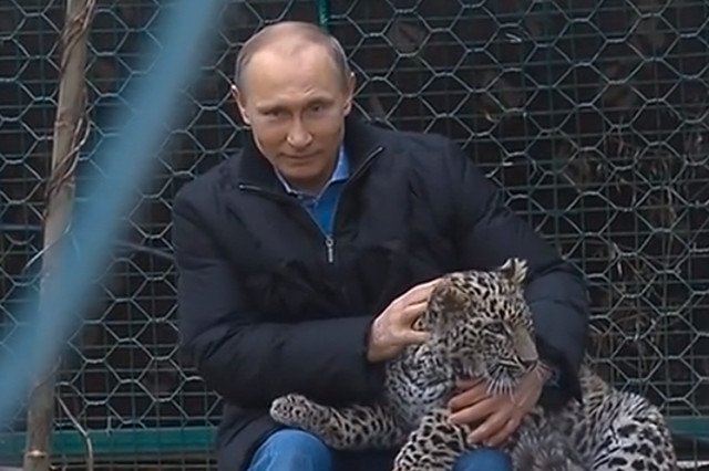 Rosja militaryzuje Arktykę. Na zdjęciu: Władimir Putin pozuje z irbisem, czyli panterą śnieżną