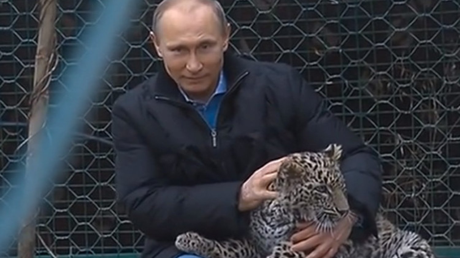 Rosja militaryzuje Arktykę. Na zdjęciu: Władimir Putin pozuje z irbisem, czyli panterą śnieżną