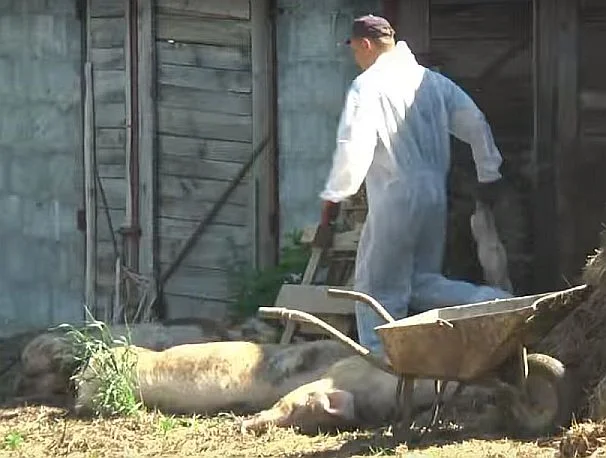 Utylizacja stada świń w gminie Biała Podlaska po wykryciu w sąsiednim gospodarstwie wirusa ASF.