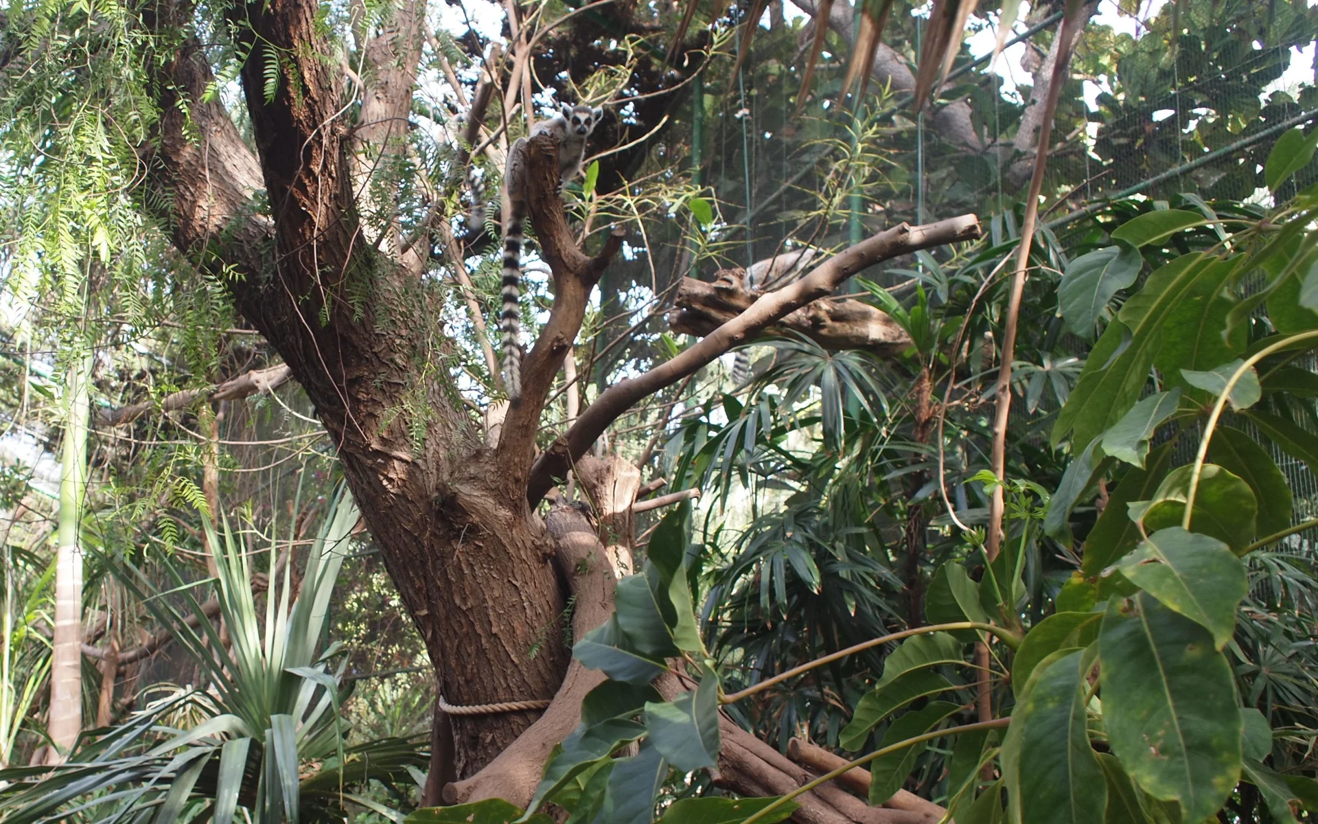 Leniwce w Zoo nieopodal Costa Calma.