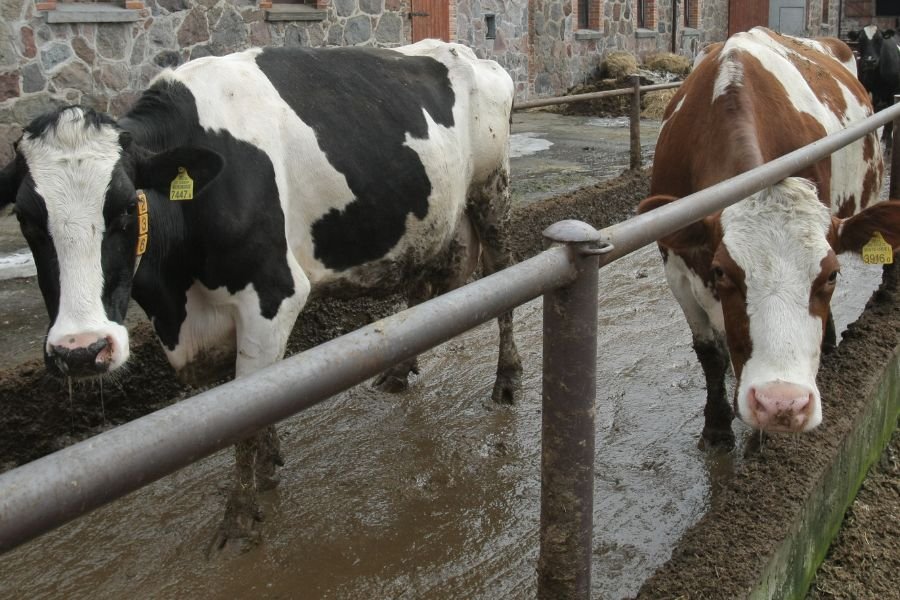 Fiński Urząd ds. Bezpieczeństwa Żywności skierował do strony polskiej zapytanie, czy do naszego kraju mogło trafić chore mięso.