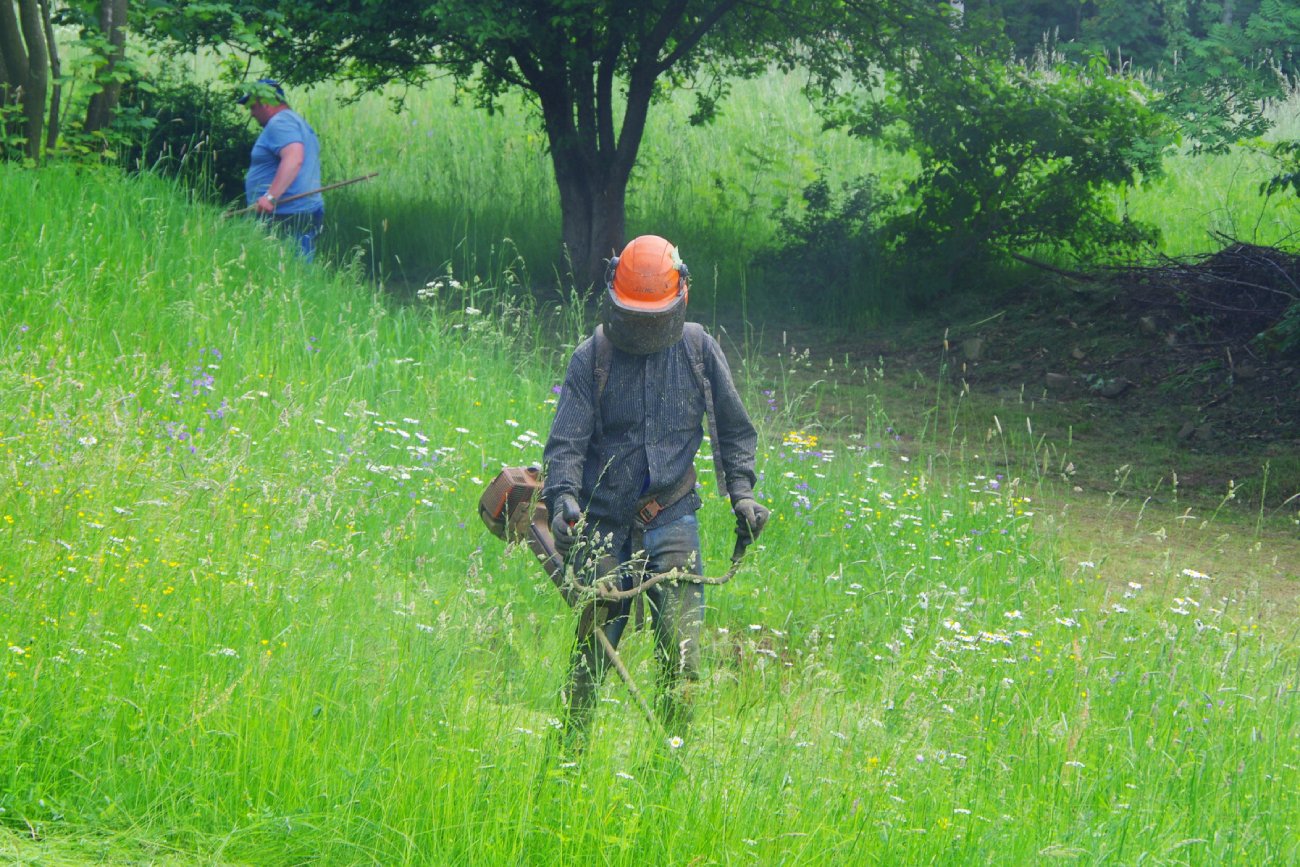 Koszenie trawników na wiosnę. Kosić czy nie kosić?