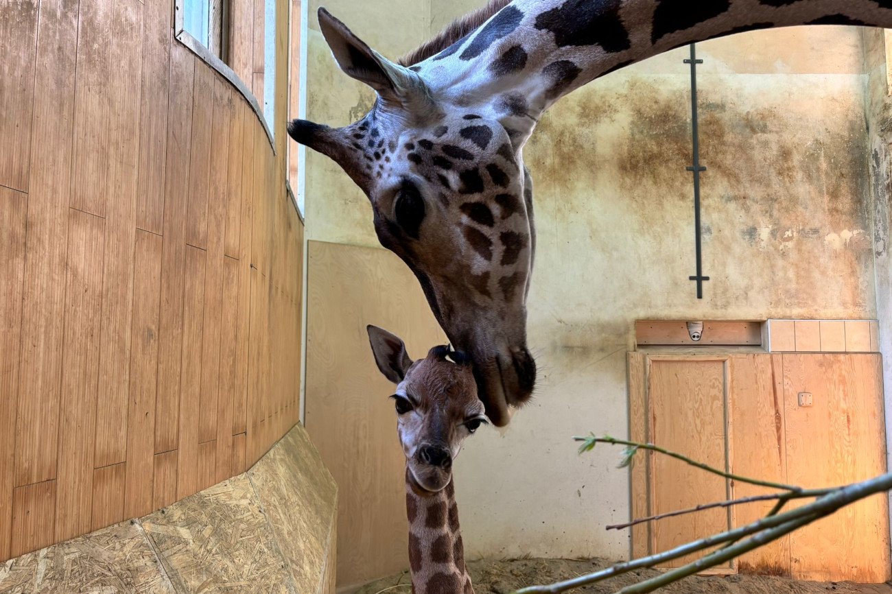 W warszawskim zoo urodziło się kolejne żyrafiątko.