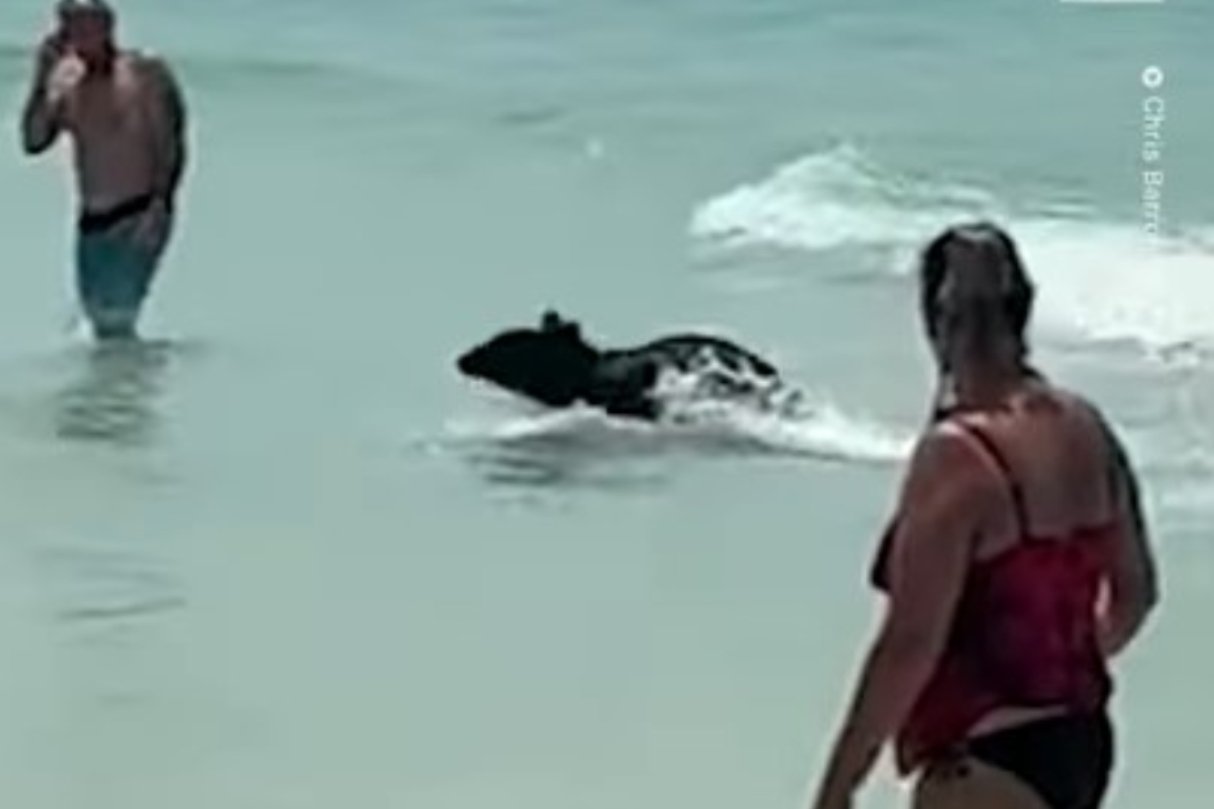 Czarny niedźwiedź na Florydzie.