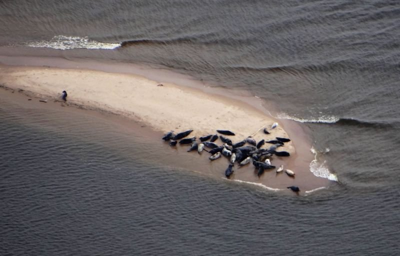 Rekordowa obserwcja fok.