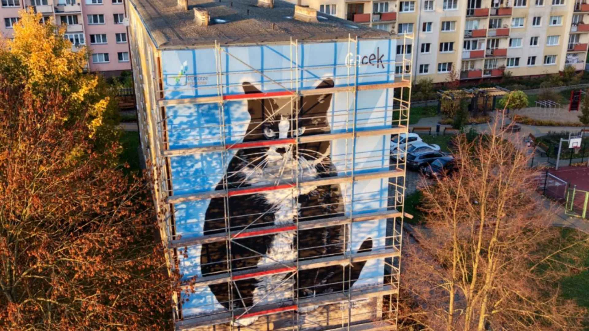 "Król Szczecina" powrócił. Słynny kot Gacek ma teraz nowe miejsce