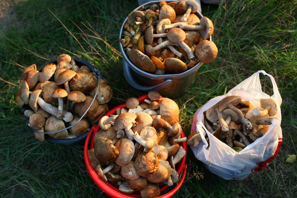 Justyn Kołek grzyboznawca z Międzybrodzia Bialskiego radzi, jak dobrze suszyć grzyby.