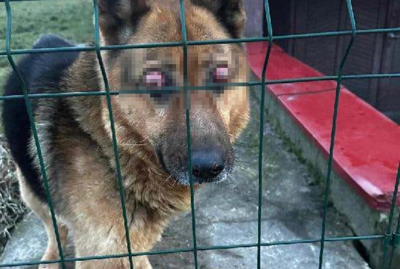 Ruszyli 350 km, żeby ratować Cezara. "Jego stan nagle się załamał".